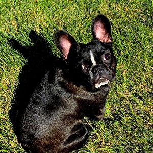 Elliott Not For Sale